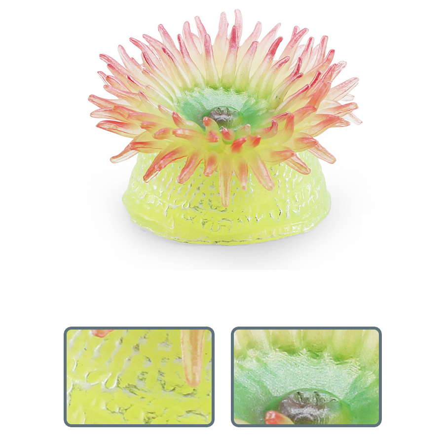 Realistic Coral Sea Anemones S - Kids Education Picture recensie en prijs