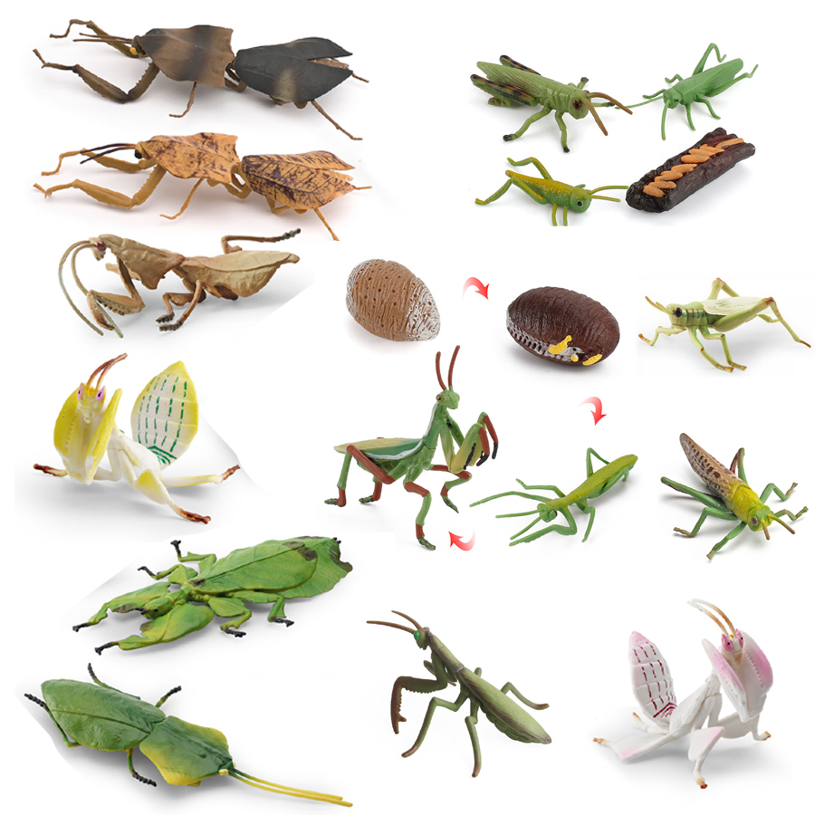 Realistic Orchid Mantis Dead L - Kids Education Picture recensie en prijs