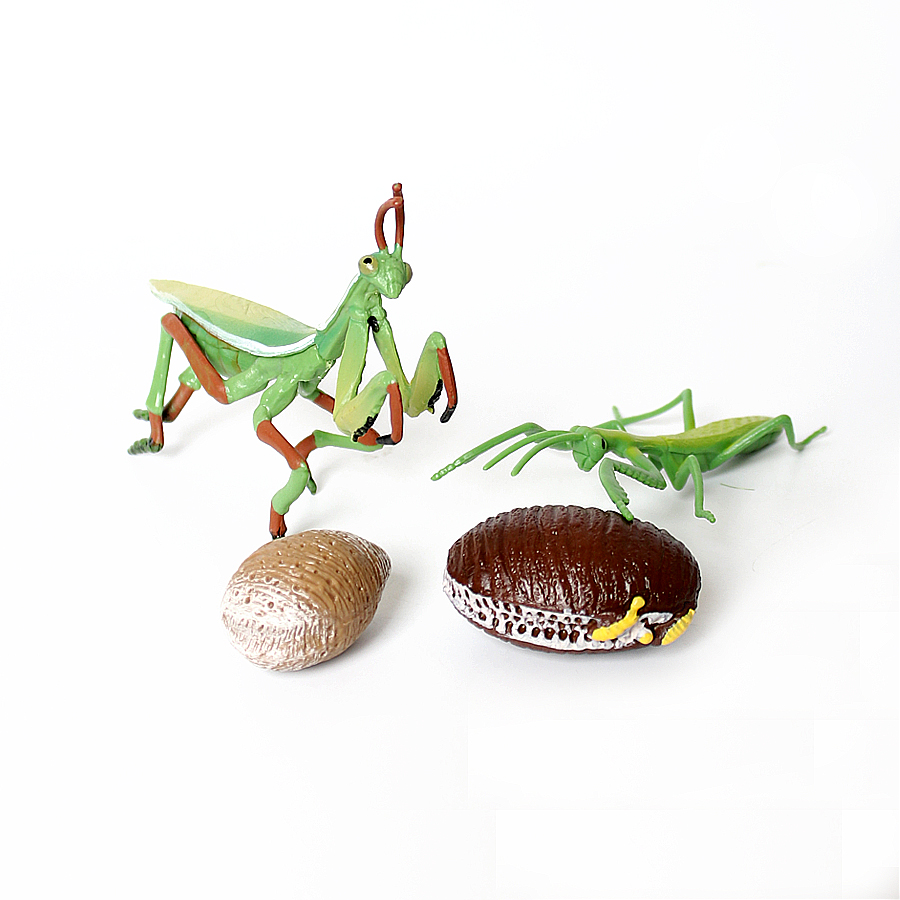 Realistic Orchid Mantis Dead L - Kids Education Picture recensie en prijs